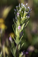 Castilleja brevistyla