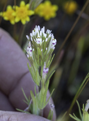 Castilleja brevistyla