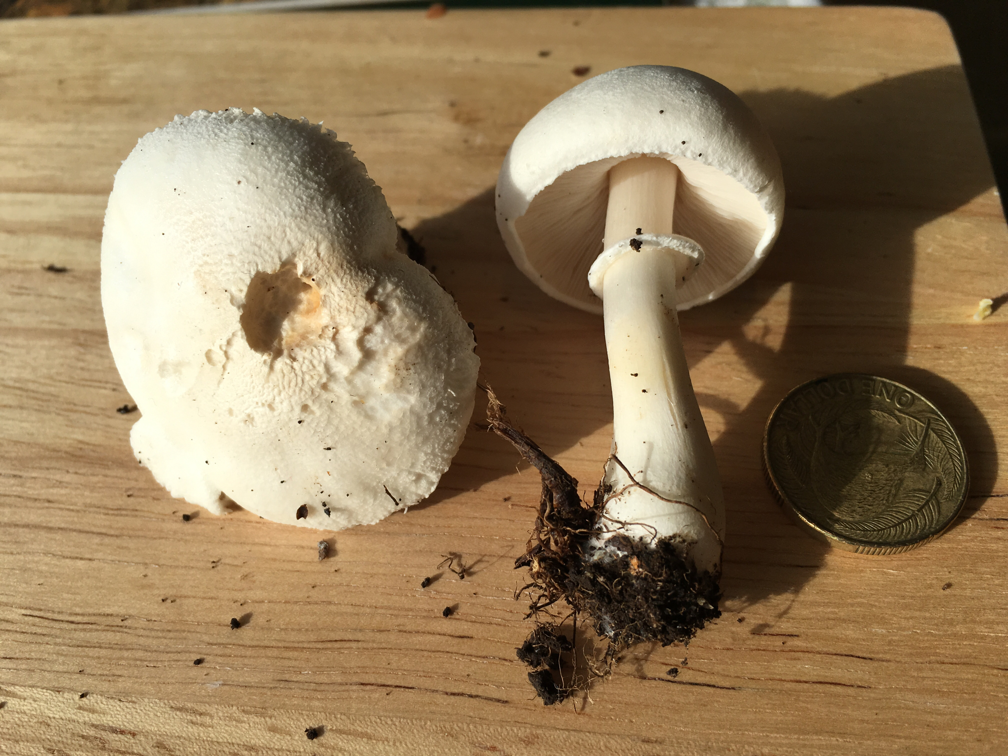 Leucoagaricus leucothites image