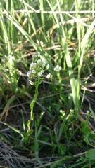 Thlaspi arvense