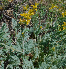 Corydalis aurea