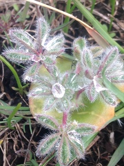 Lupinus densiflorus densiflorus