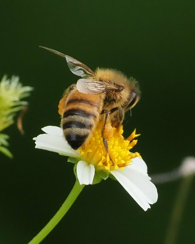 Western Honey Bee from Utulei, Eastern District, American Samoa on ...