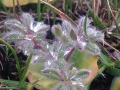 Lupinus densiflorus densiflorus
