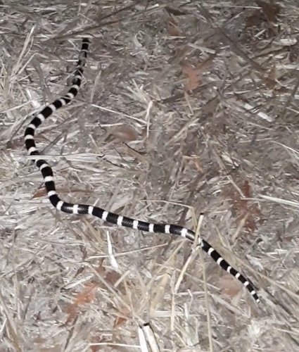 Eastern Bandy Bandy sighting