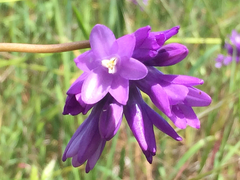 Dipterostemon capitatus