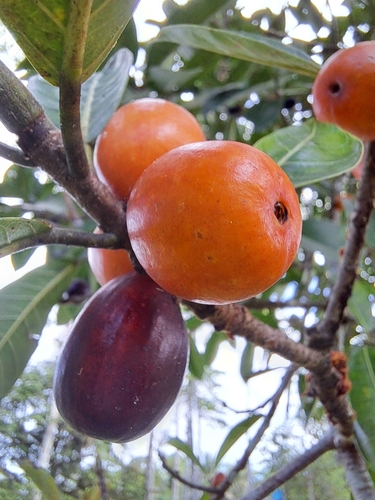 Ficus observed 2024-01-21