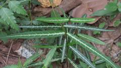 Hemidesmus indicus