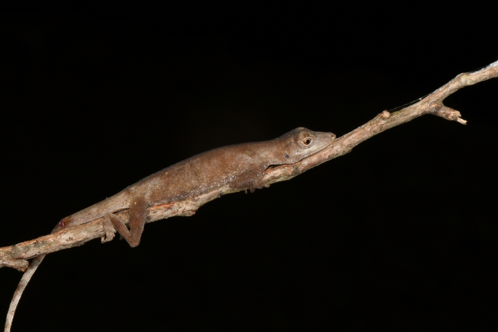 El Copé Anole