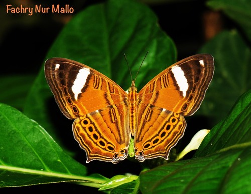Cyrestis eximia