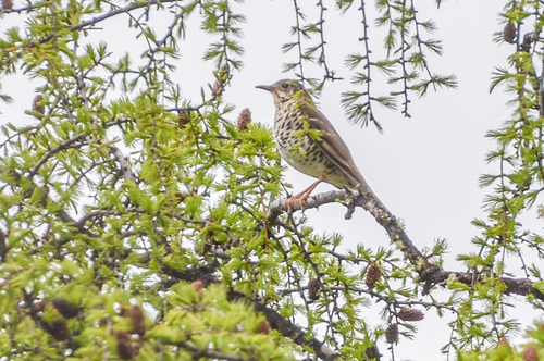 Long-tailed Thrush (Zoothera dixoni), photo 3