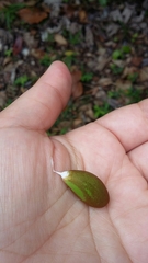 Chrysophyllum oliviforme