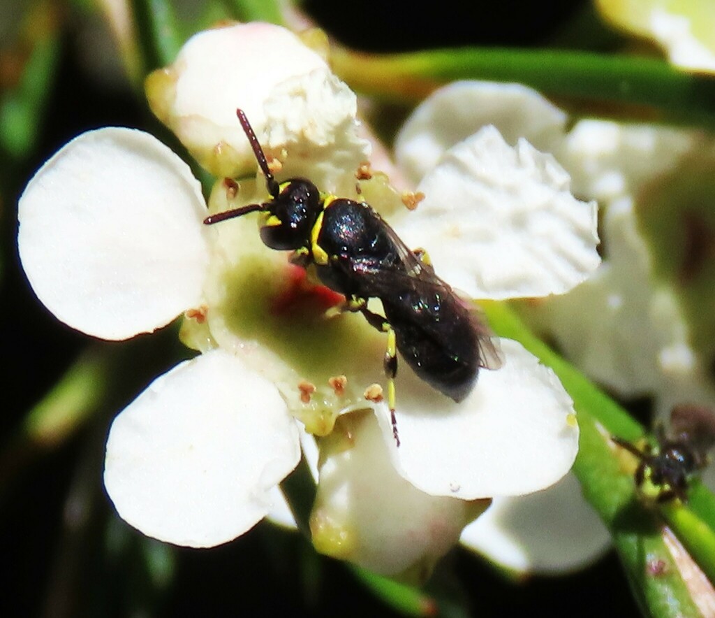 Bituberculate Masked Bee from Blackmans Flat NSW 2790, Australia on ...