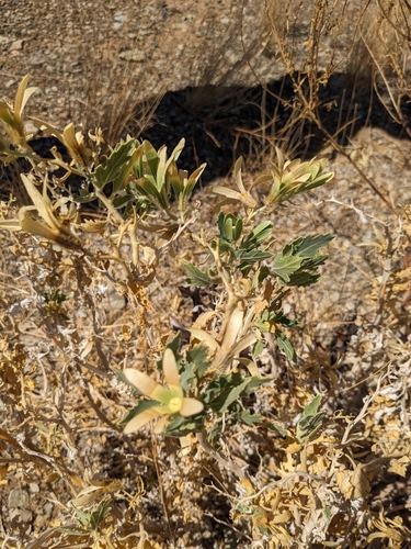 Sandpaper bush