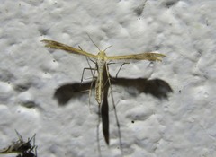 Oxyptilini