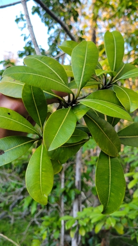Ochrosia haleakalae