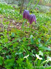 Fritillaria meleagris