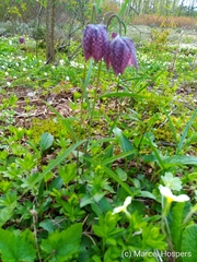 Fritillaria meleagris