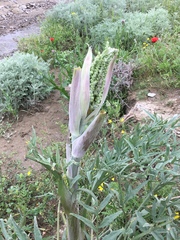 Ferula