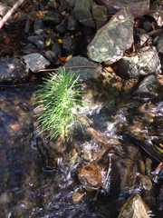 Equisetum