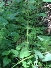 Equisetum