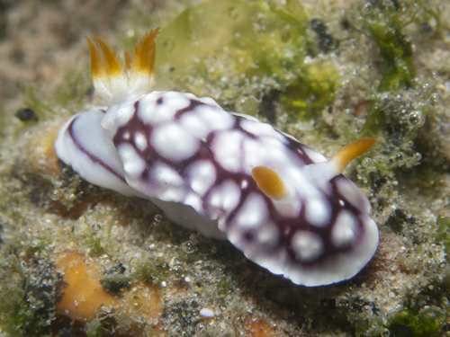 Photo of Geometric goniobranchus (Goniobranchus geometricus)