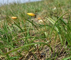 Tulipa sylvestris australis