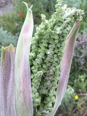 Ferula