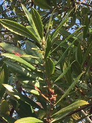 Myrica