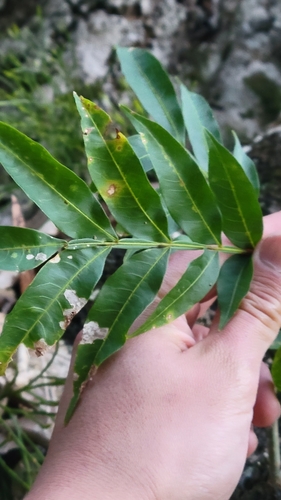 Sapindus saponaria - Leaves