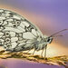 Mariposas Patas de Cepillo - Photo (c) Artur Rydzewski, algunos derechos reservados (CC BY)