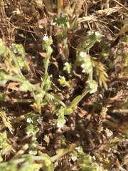 Plagiobothrys arizonicus