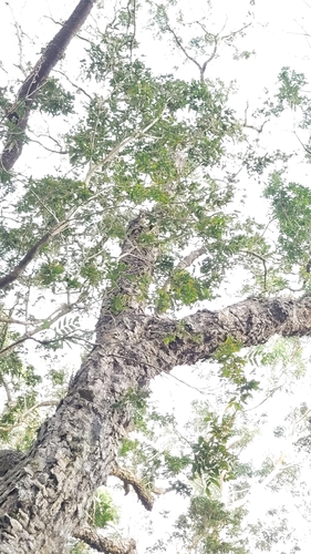 Sapindus saponaria - Whole tree