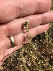 Plagiobothrys arizonicus