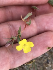 Camissoniopsis pallida