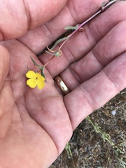 Camissoniopsis pallida