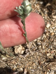 Stylocline gnaphaloides