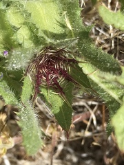 Centaurea benedicta