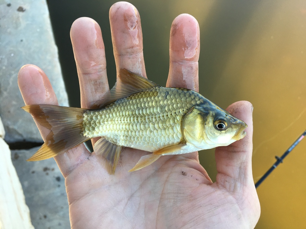 Goldfish