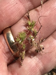 Loeflingia squarrosa