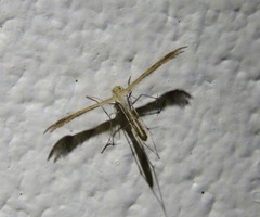 Stangeia xerodes