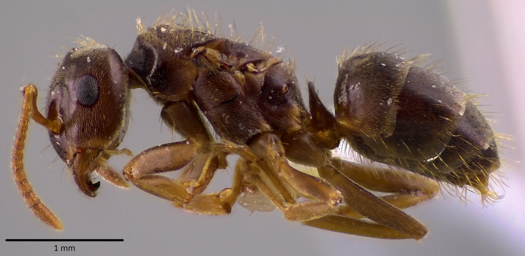 Mound-building Swamp Ant