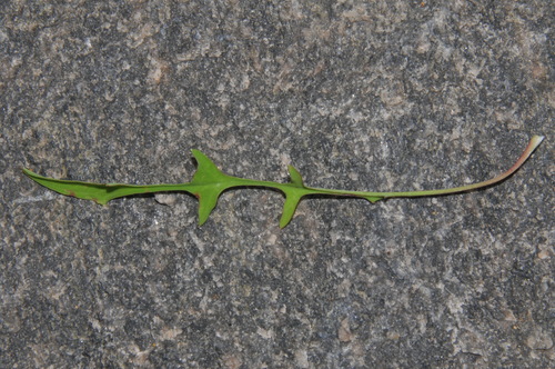 Image of Krigia montana by (c) Brian Finzel, some rights reserved (CC BY-SA)