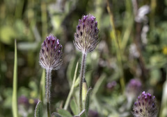 Trifolium albopurpureum