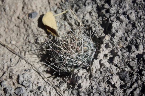 Sclerocactus pinkavanus