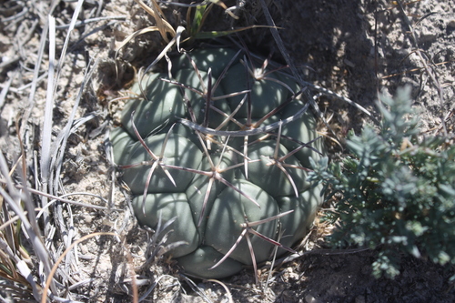 Coryphantha poselgeriana