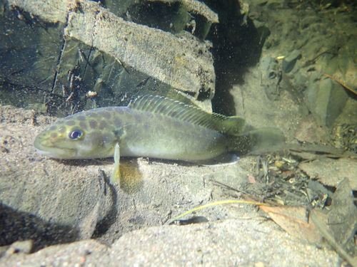 Twospine blackfish (Gadopsis bispinosus) — Percichthyidae