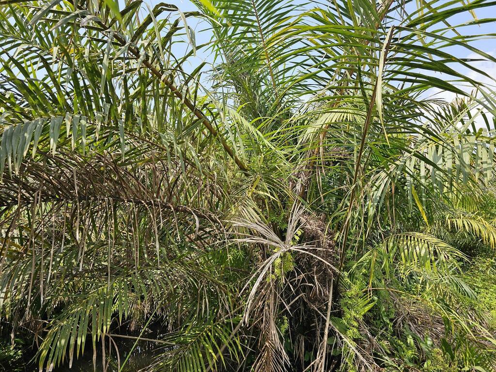  Raphia palms in January 2024 by Rob Palmer · iNaturalist 