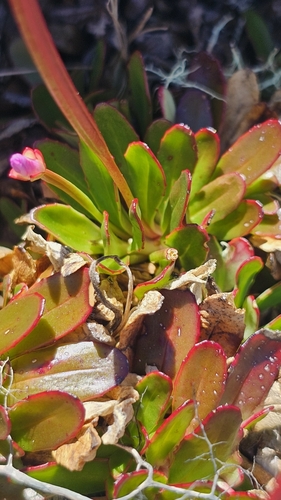 Epilobium crassum (Epilobium crassum)