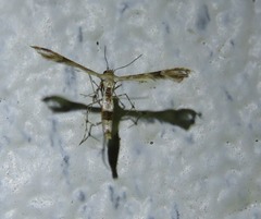 Nippoptilia cinctipedalis